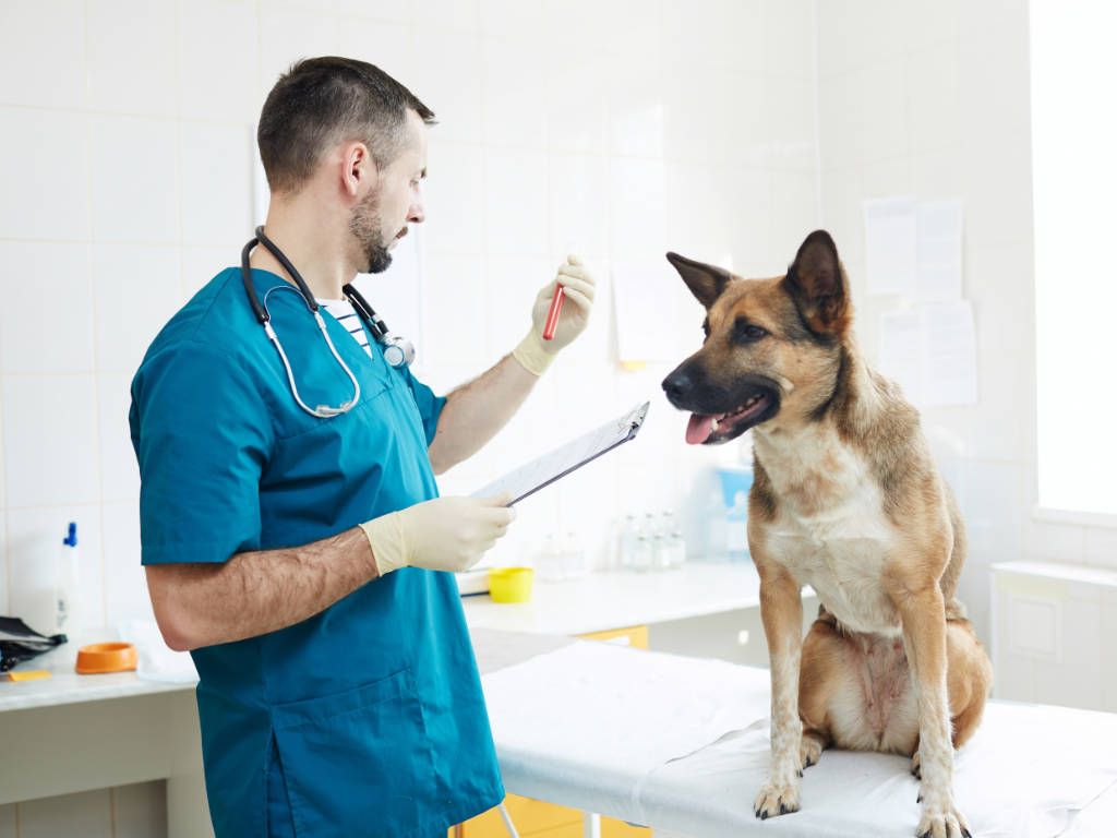Como abrir CNPJ para veterinários em Maringá