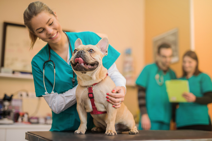 Contabilidade para veterinários em Maringá: como organizar sua clínica e pagar menos impostos